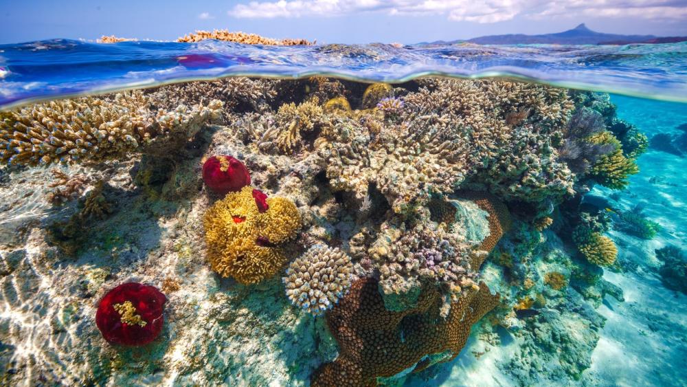 Mayotte coral reef, Indian Ocean wallpaper