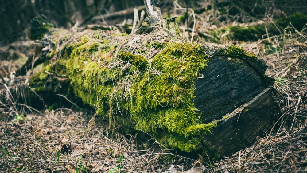 old log in moss wallpaper