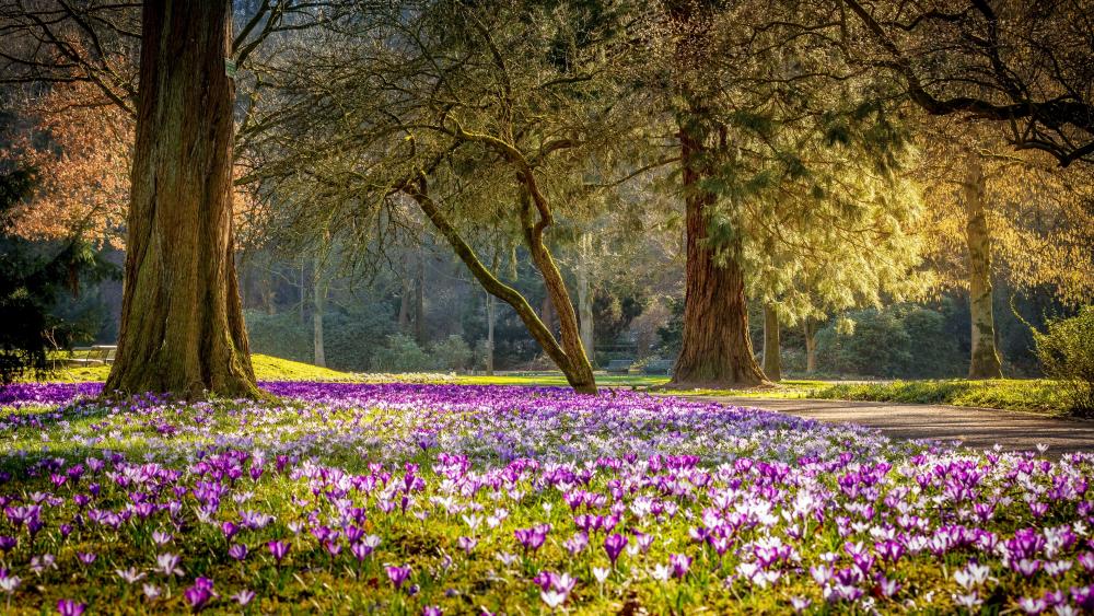 Blooming Carpet in Serene Park wallpaper