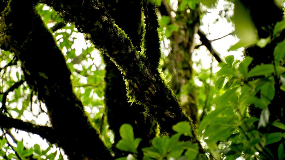 Mossy trunk wallpaper