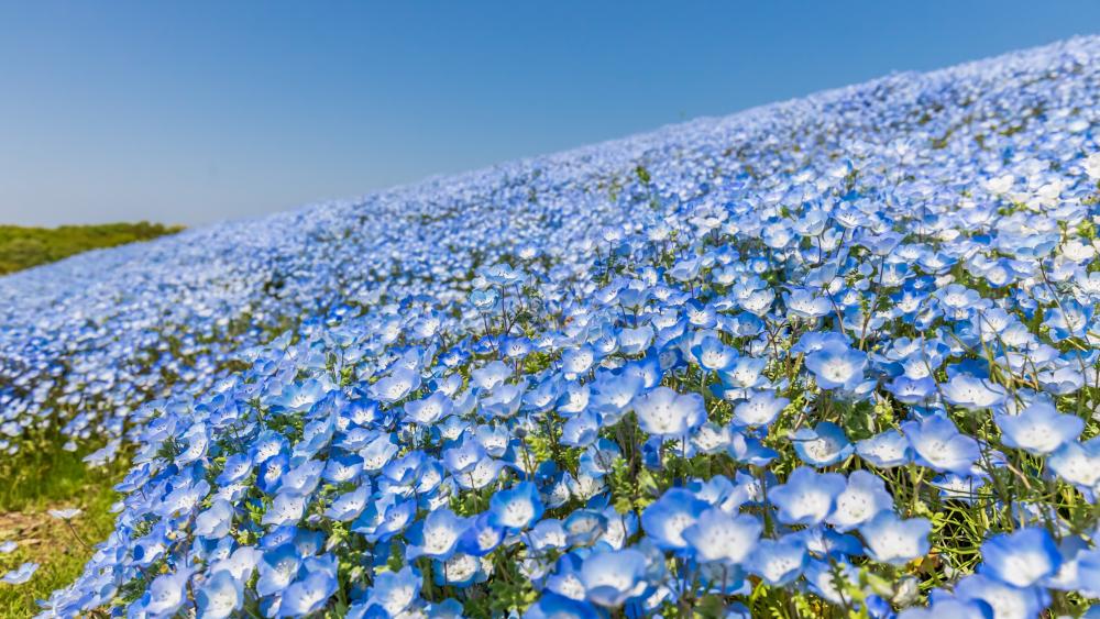 Baby Blue Eye blossom (Hitachi Seaside Park, Japan) wallpaper