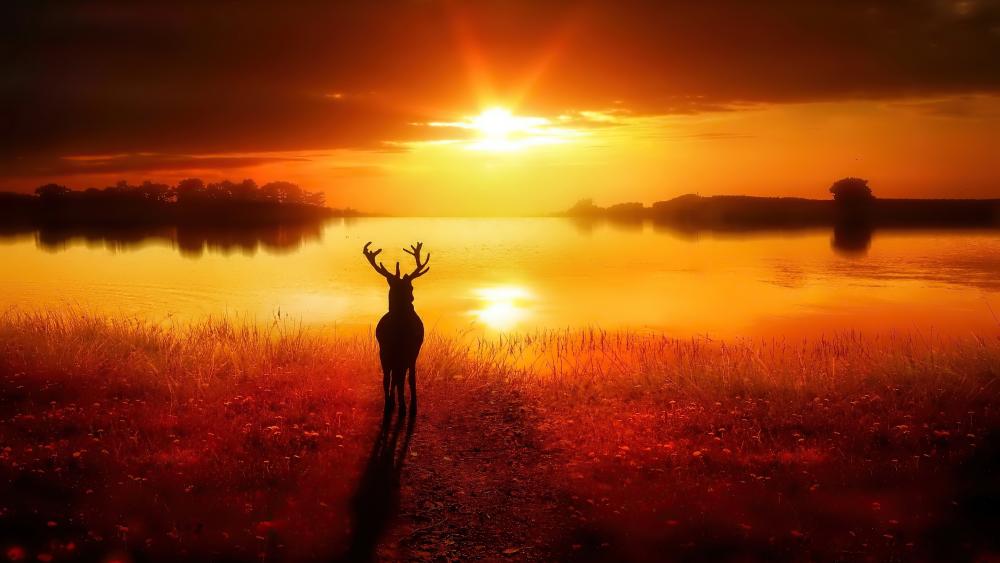 Deer at Lakeside Sunset wallpaper