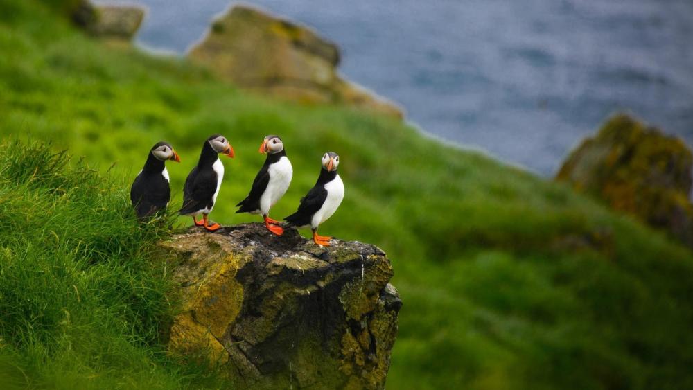 Puffins in group wallpaper