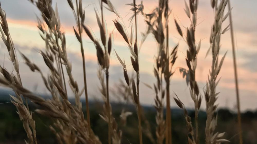 Wheat with sunset wallpaper