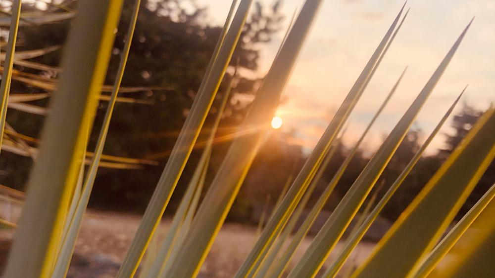 Palm tree with sunset wallpaper