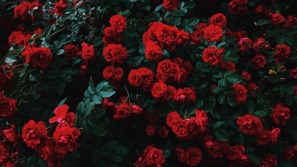 Red rose bush wallpaper