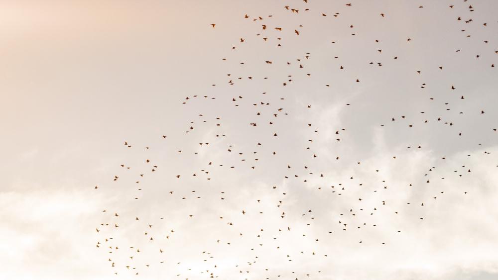 Flight of birds in the sky wallpaper