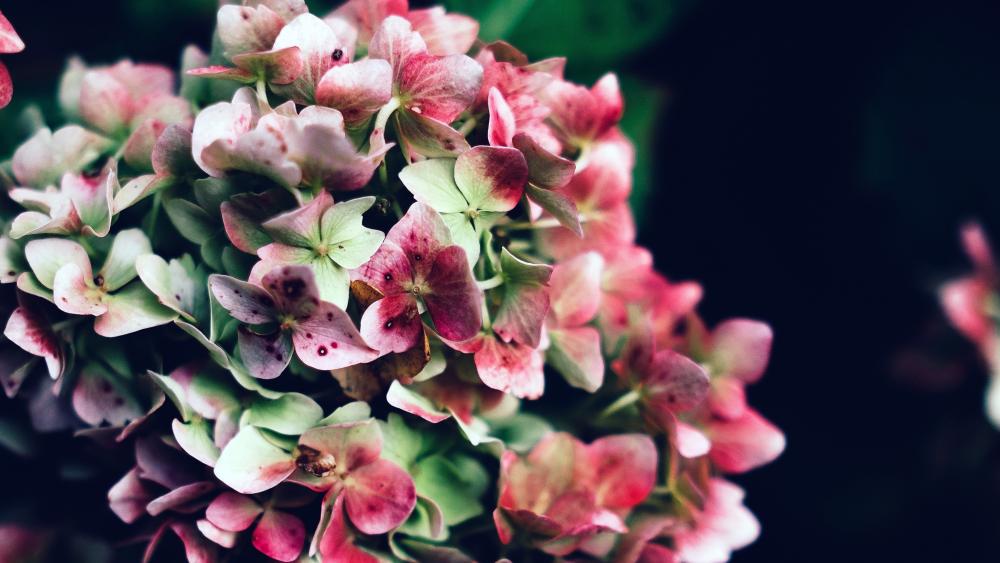Blur Hydrangea flower wallpaper