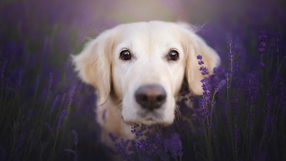 Golden Retriever in the lavender field wallpaper