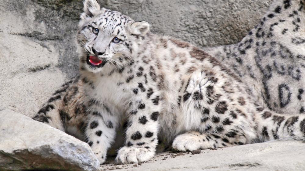 Snow leopard cub wallpaper