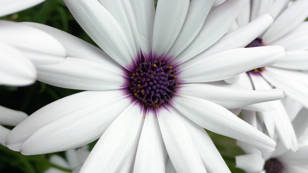 Osteospermum ecklonis wallpaper