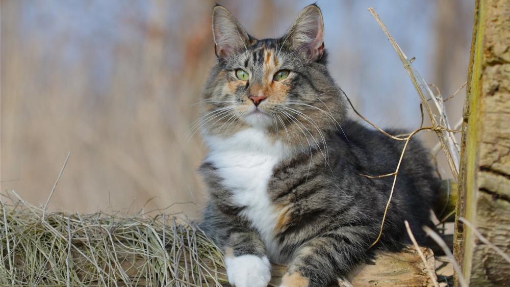 Norwegian Forest cat wallpaper