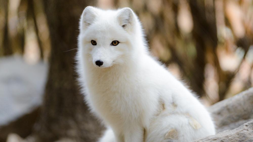 Majestic White Fox in Natural Habitat wallpaper