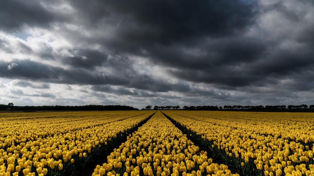 Overcast clouds above a tulip field wallpaper