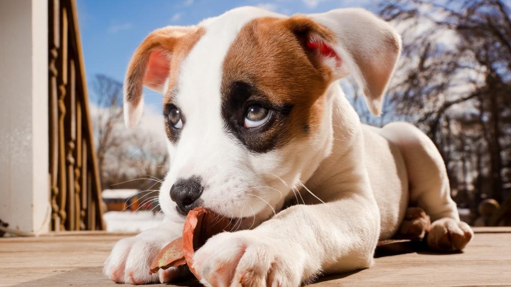 Jack Russell Terrier puppy wallpaper