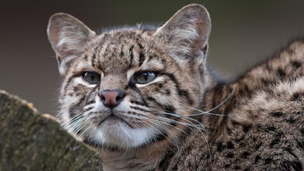 Geoffroy's cat wallpaper