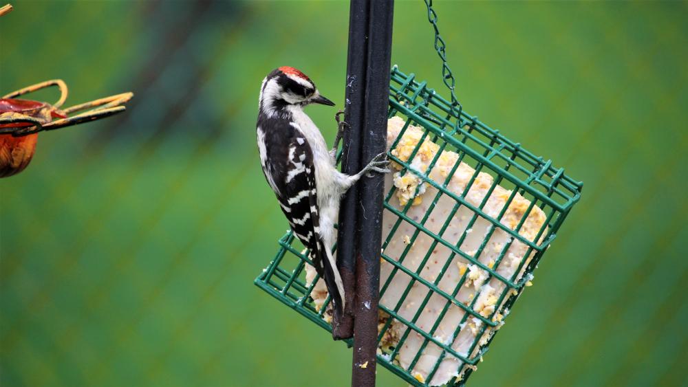 Woodpecker having a snack wallpaper