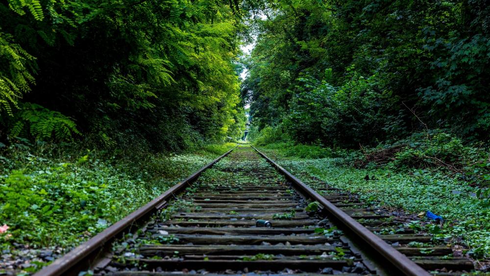 Railroad in the forest wallpaper