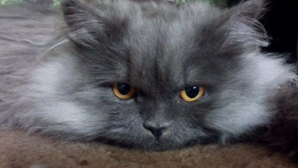Fluffy Cat with Striking Eyes wallpaper
