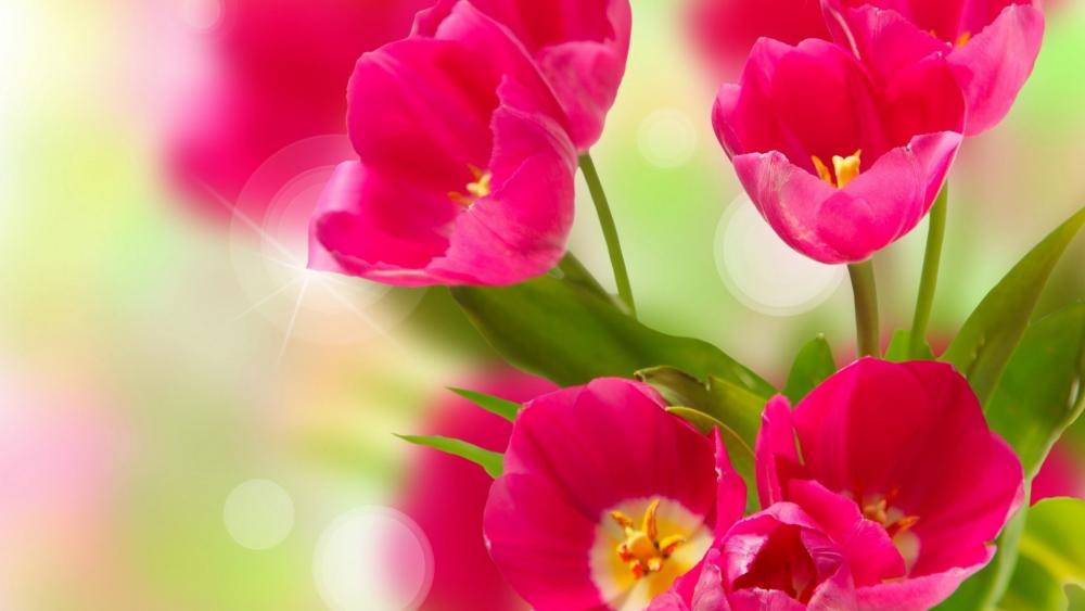 Wallpaper from flowers category