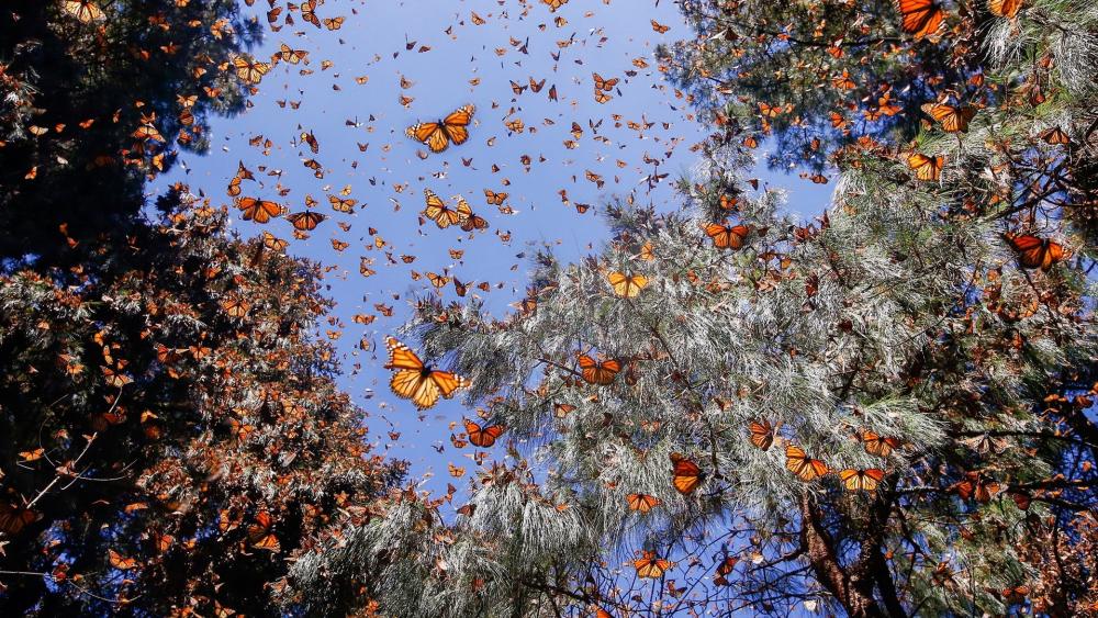Monarch Butterfly forest wallpaper