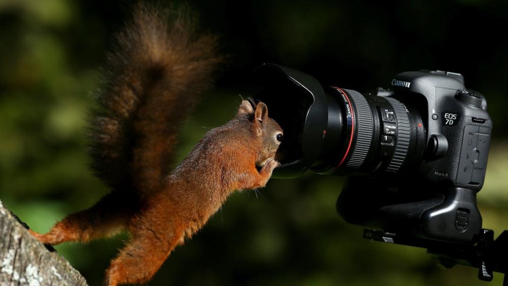Squirrel in the camera wallpaper