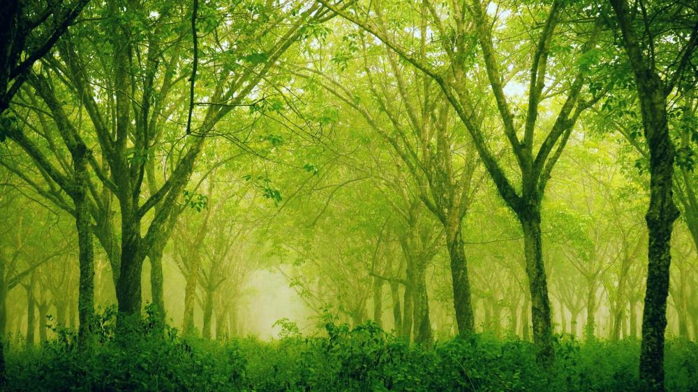 Trees Green wallpaper