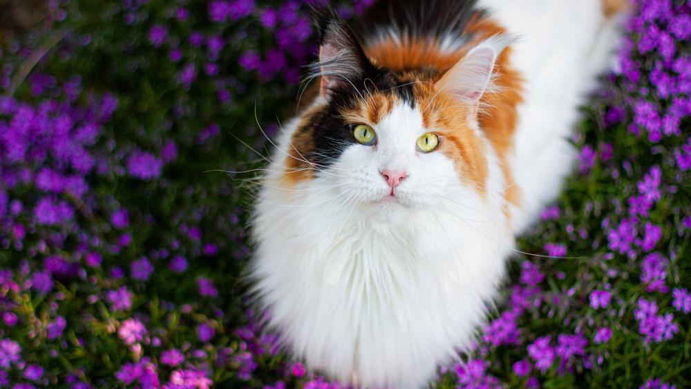 Cat Flower wallpaper