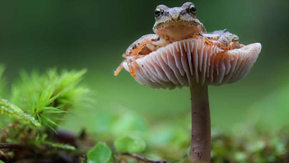 Frog on a mushroom wallpaper