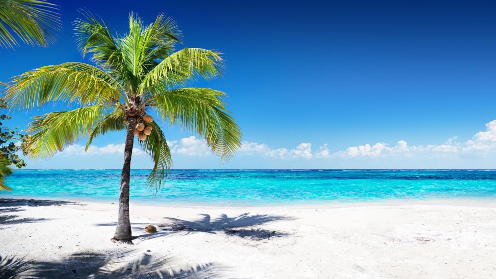 Tropical Paradise with Azure Waters wallpaper
