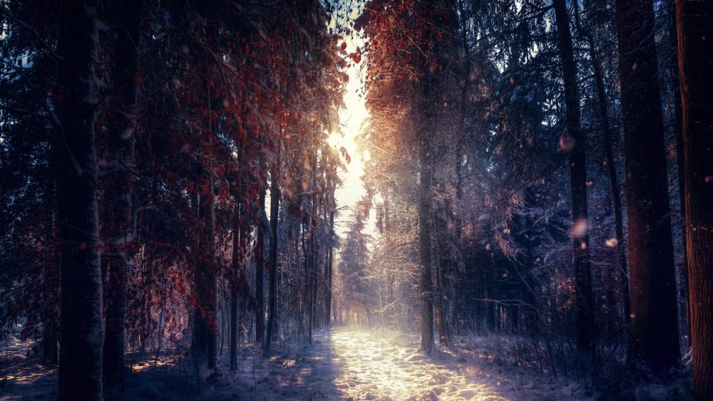 Enchanted Forest Winter Light wallpaper