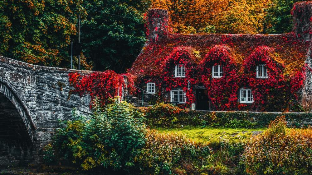 House covered by colorful leaves in Llanrwst wallpaper