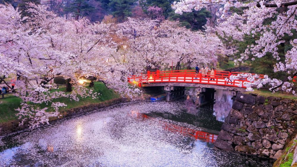 Sakura Blossoms wallpaper