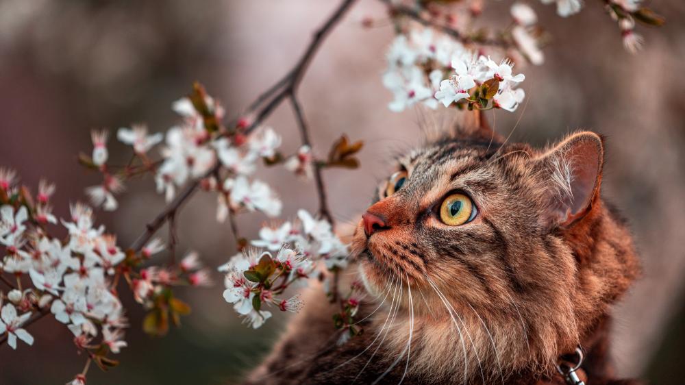 Whiskers and Blossoms in Springtime wallpaper