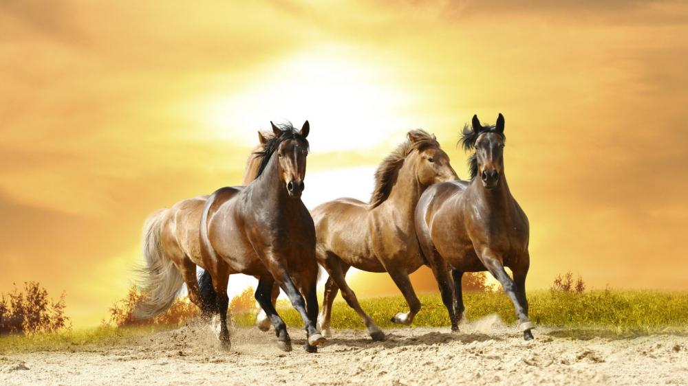 Galloping horses in the sunset wallpaper
