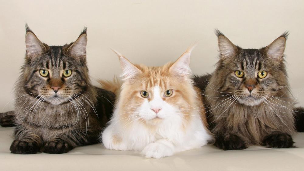 3 cats wallpaper