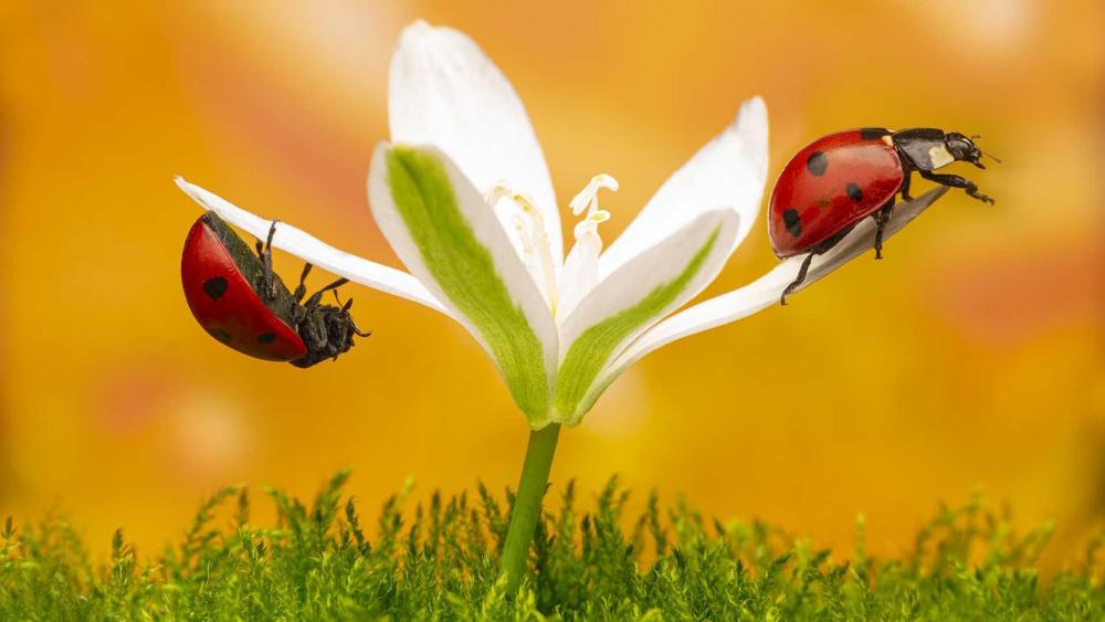 Red ladybugs wallpaper