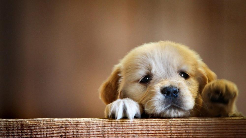 Adorable Puppy Gazing with Innocence wallpaper