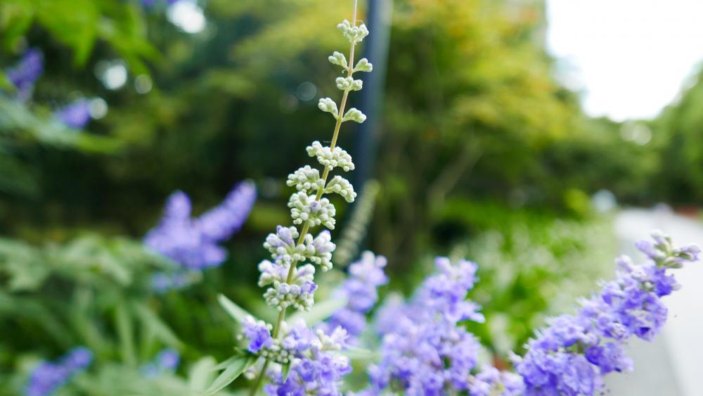 Vibrant Blooms in Nature's Embrace wallpaper