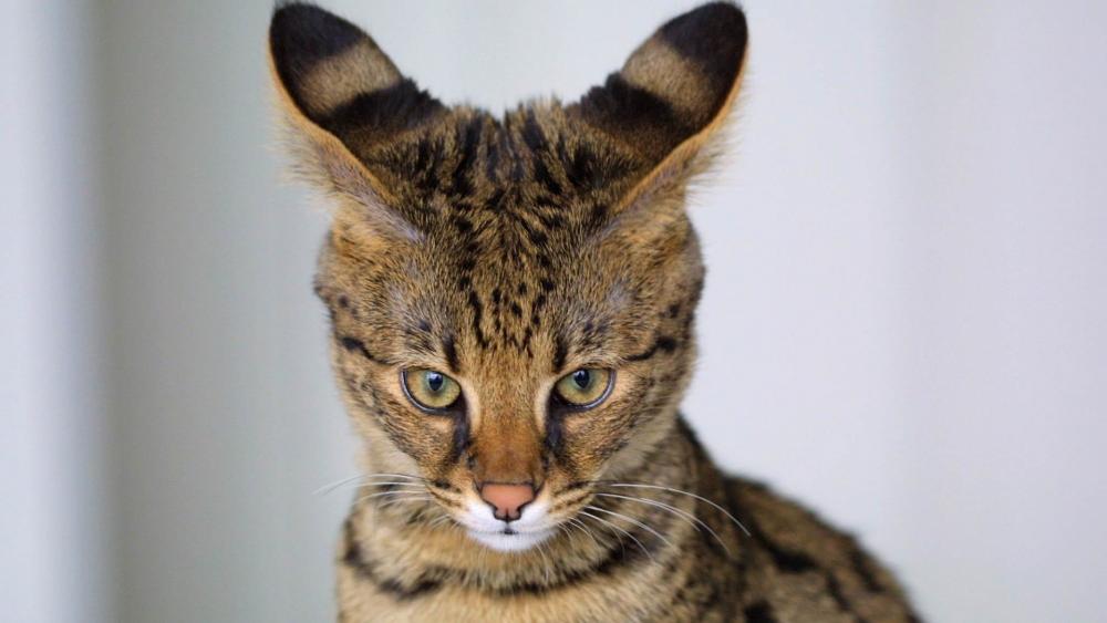 Savannah cat wallpaper