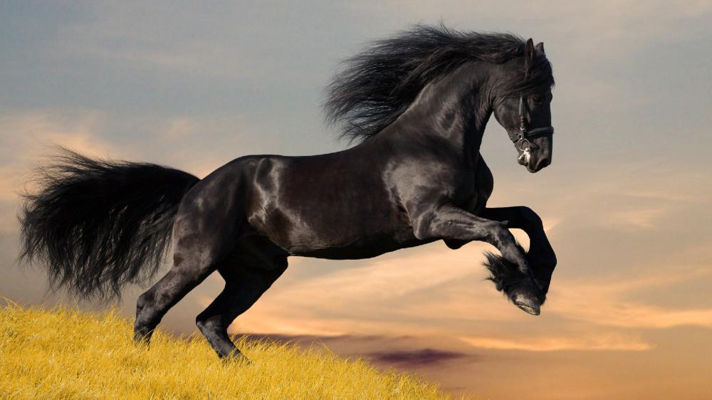 Majestic Black Horse in Motion wallpaper