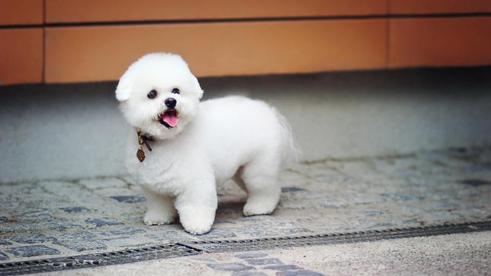 White bichon frise puppy wallpaper