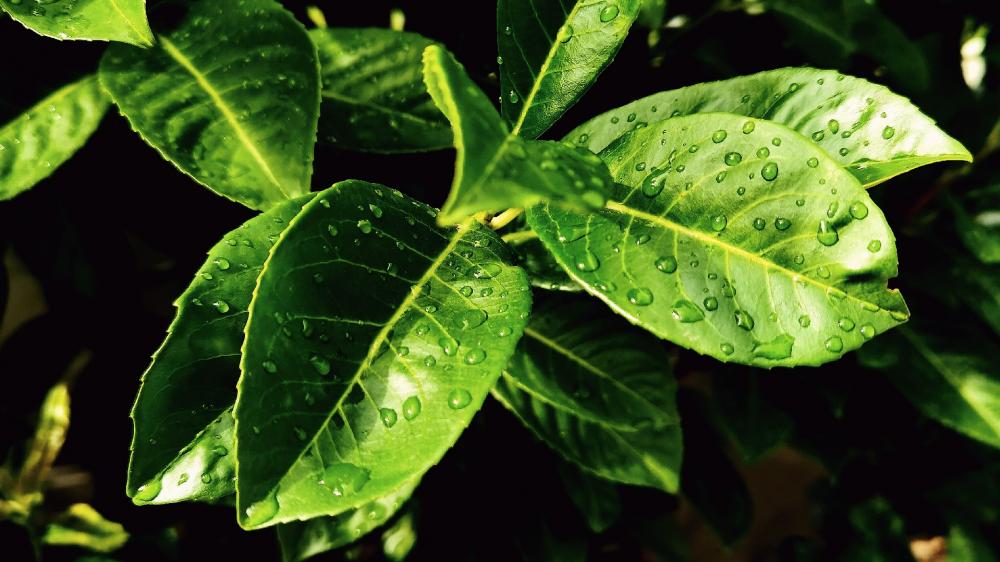 Lush Green Leaves with Dew Drops Shimmering Brightly wallpaper