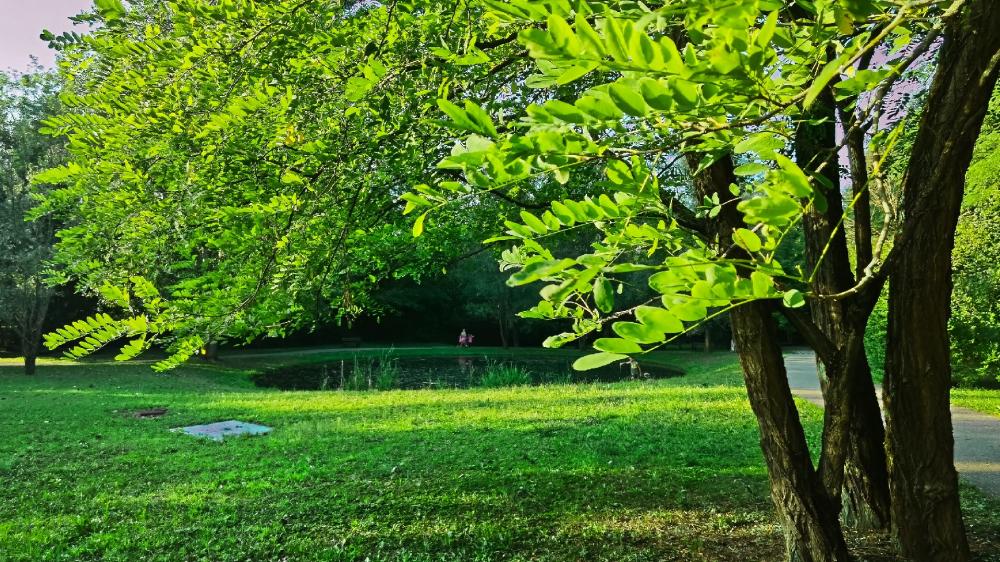 Serene Park with Lush Greenery and Tranquil Water View wallpaper
