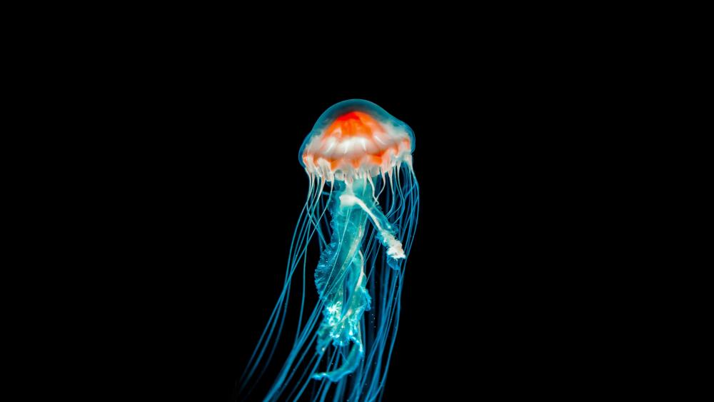 Glowing Jellyfish in the Deep Blue wallpaper