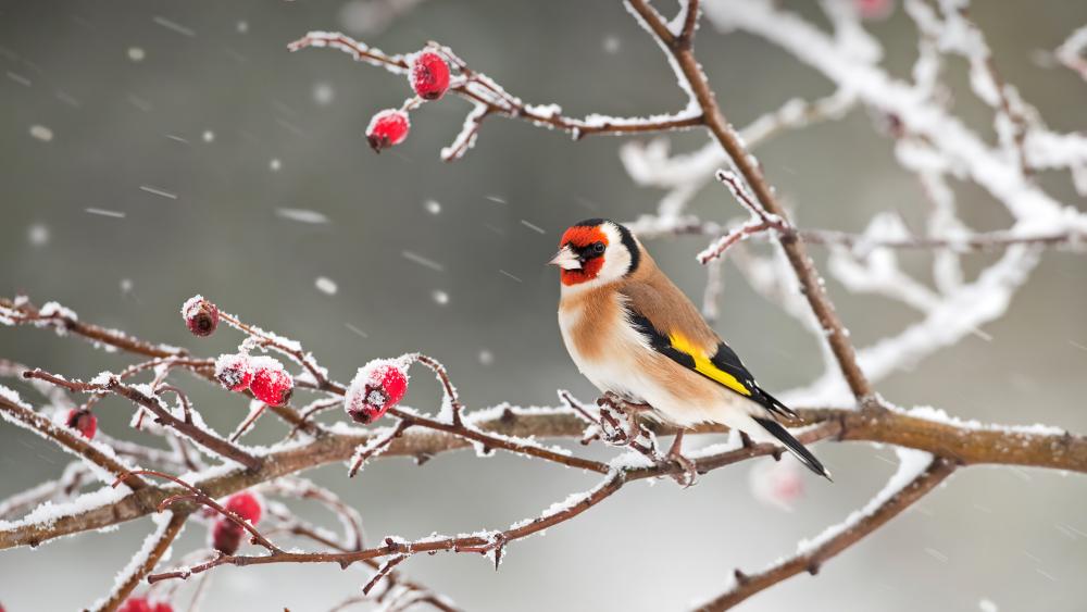 Goldfinch in the snowfall wallpaper