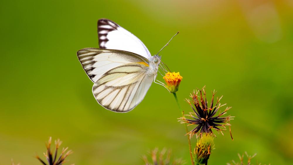 White butterfly on yellow flower wallpaper