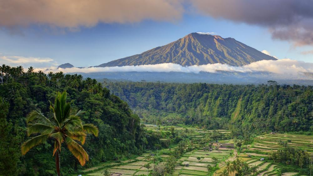 Ubud Rice Terraces Bali wallpaper