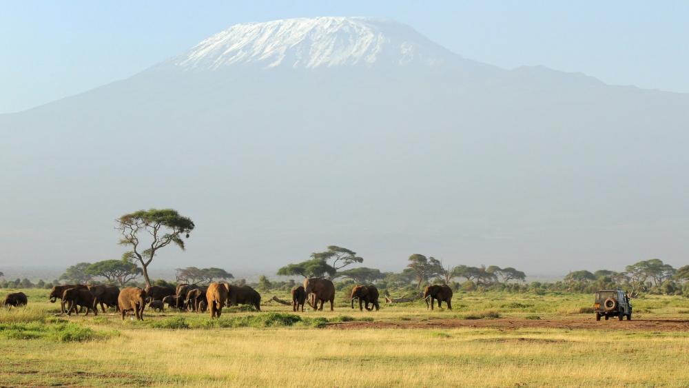 Kilimanjaro Safaris wallpaper