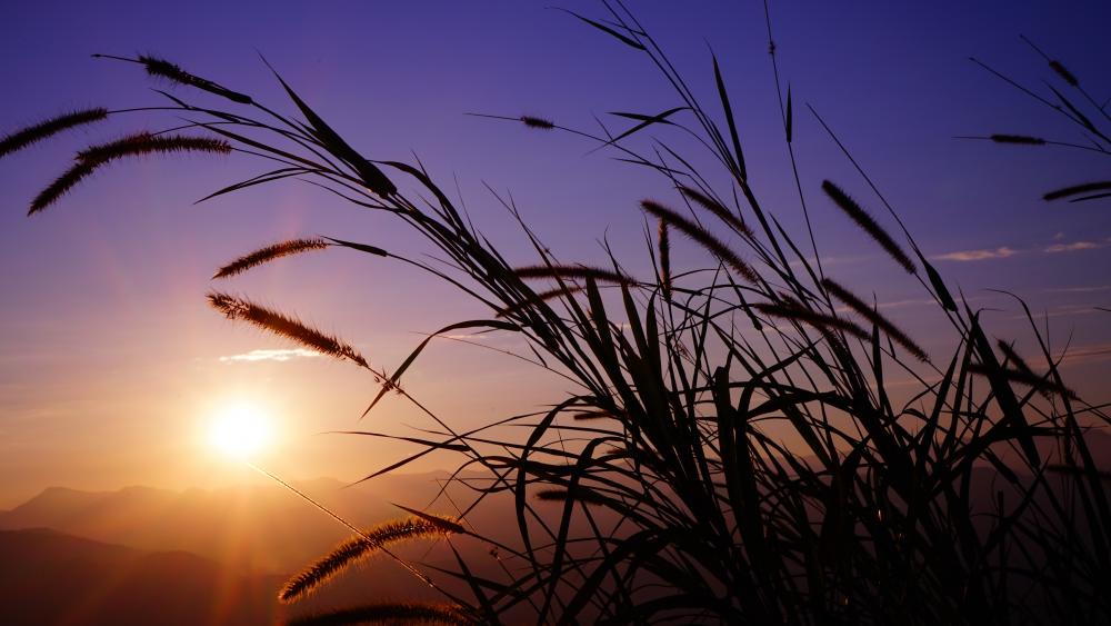 Reeds in the twilight wallpaper